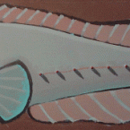 Plainfin Midshipman Plainfin Midshipman