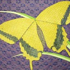 Swallowtail