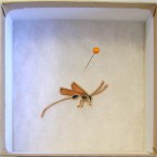 Wasp with Ovipositor